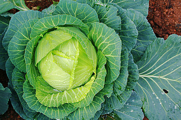 Soft focus of Big cabbage in the garden