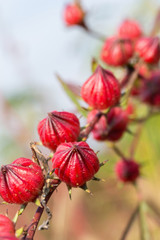 Roselle flowers,red Roselle flowers in the garden,Jamaica Sorrel