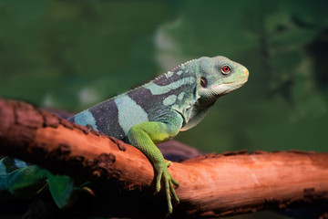 Полосатая фиджийская игуана Fiji banded iguana