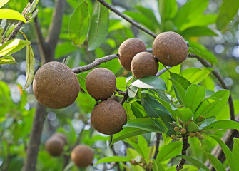 Ripening Sapodilla fruits in an organic garden. Other names - Zapota, Chikkoo  Sapota. Sapodilla is a tropical, evergreen tree fruit (berry) with exceptionally sweet and malty flavor.