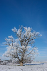 Einzelner Baum im Winter