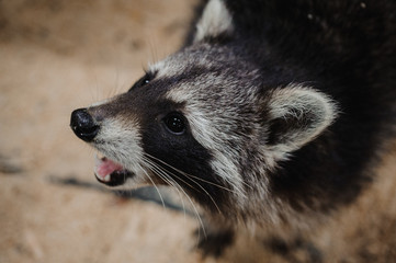 Close-up photo of eating Raccoon