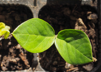 Zamia plant leaf