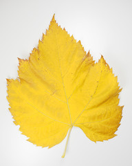 Yellow leaf in fall