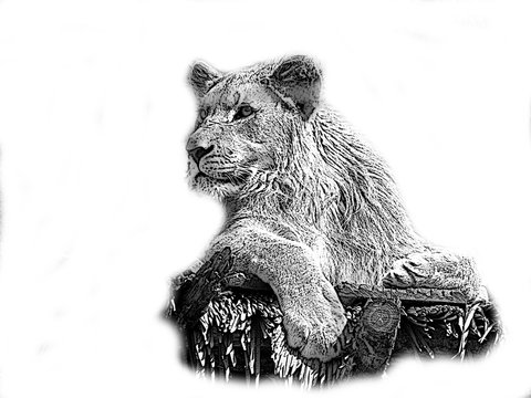 Lion Pencil Drawn