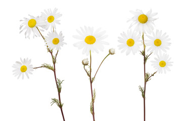 isolated set of three fine chamomile flowers