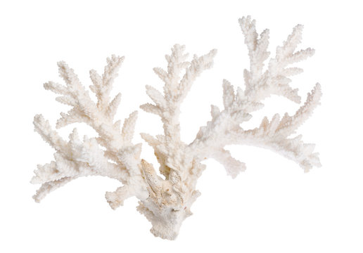 white color isolated large sea coral