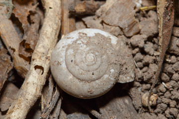 Snail shell