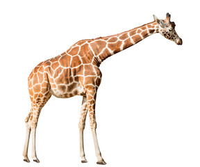 Naklejka premium high isolated on white giraffe