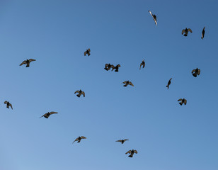 Large group of pigeons against the sky.