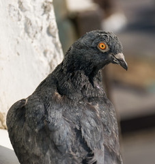 City pigeon closeup with bokeh background. Selective focus.