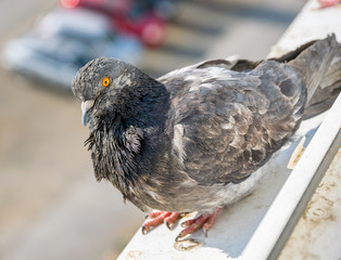 City pigeon closeup with bokeh background. Selective focus.