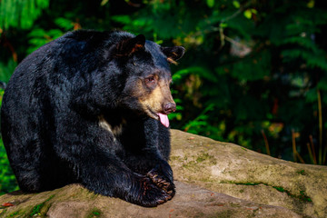 Fototapeta na wymiar American Black Bear