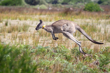 Östliches Graues Riesenkänguru (Macropus giganteus) © DirkR