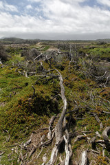 Fototapeta na wymiar Landschaft im Wilsons Promontory Nationalpark