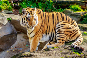 Amur Tiger