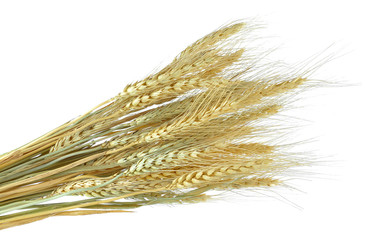 wheat on the white background