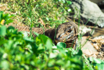 Water monitor lizard in Sri Lanka