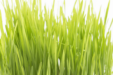 Fototapeta na wymiar Wheat grass on a white background