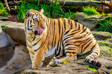 Amur Tiger
