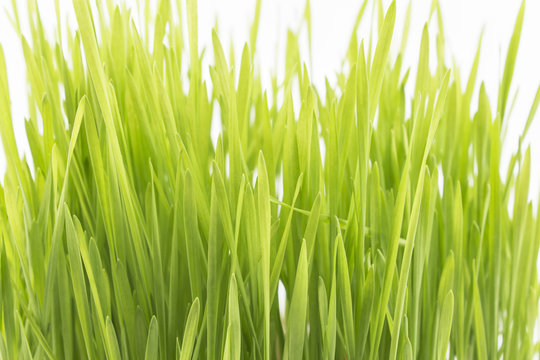 Wheat Grass On A White Background