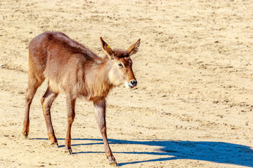 Female Defassa Waterbuck