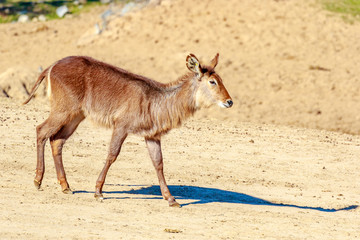 Female Defassa Waterbuck