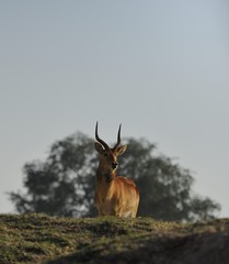 antilope puku mâle aux aguets,Parc national du South Lwangua en Zambie