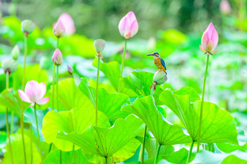 kingfisher (alcedo atthis) on the lotus flower