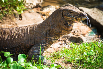 Water monitor lizard in Sri Lanka
