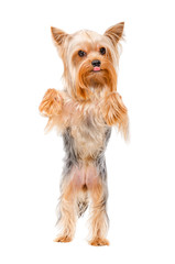 Yorkshire terrier standing on his hind legs 