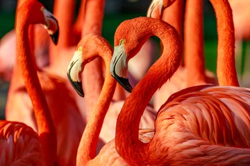 Afwasbaar Fotobehang Flamingo Flamboyance van flamingo& 39 s