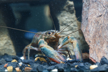 Shrimp in the water