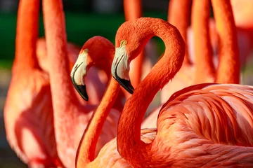 Foto auf Acrylglas Tieren Flamboyanz der Flamingos