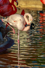 Fototapeta premium Flamingo Wading water