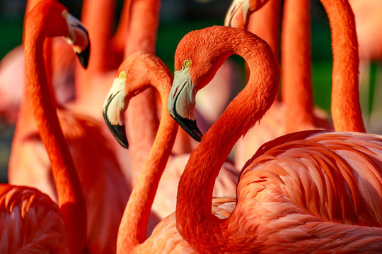 Fototapeta Flamboyance of Flamingos