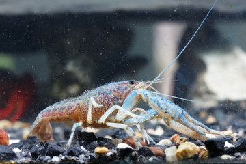 Shrimp in the water