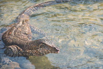 Water monitor lizard in Sri Lanka