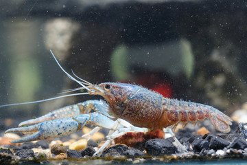 Shrimp in the water