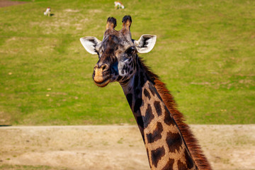 Giraffe head portrait © pngstudio