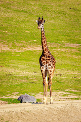 Giraffe Walking in Elegance © pngstudio