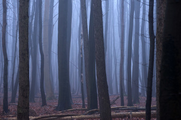 Wald im Nebel Steilkueste Rügen Deutschland