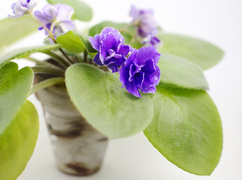  blooming senpolia with polypetal violet flowers closeup, local focus, shallow DOF 