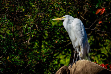 Great Egret perch on Rock
