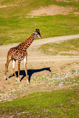 Naklejka na ściany i meble Giraffe Walking in Elegance
