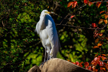 Great Egret perch on Rock