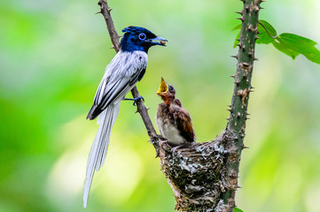 Obraz premium kingfisher (alcedo atthis) feeding baby alcedo atthis