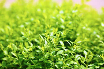 Green foliage background. Fresh green leaves with a soft smooth bokeh. Shallow depth of field. Selective focus.