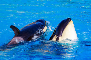 Fototapeta premium Killer Whale in water
