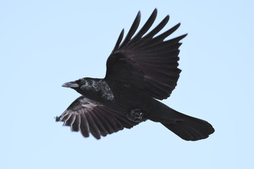 Crow flying in the blue sky.